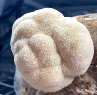 Mycotopa Lion's Mane tinktur 30 ml