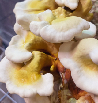 Mycotopa Reishi tinktur 30 ml