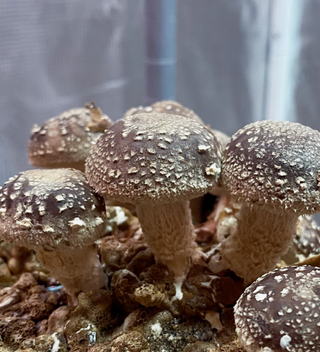 Mycotopa Shiitake tinktur 30 ml